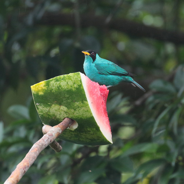 Green Honeycreeper